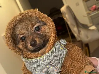 Pomeranian dogs Pomeranian - Advert 16