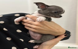 Chihuahua dogs for sale: Pure bred Chihuahua puppies - Image 11