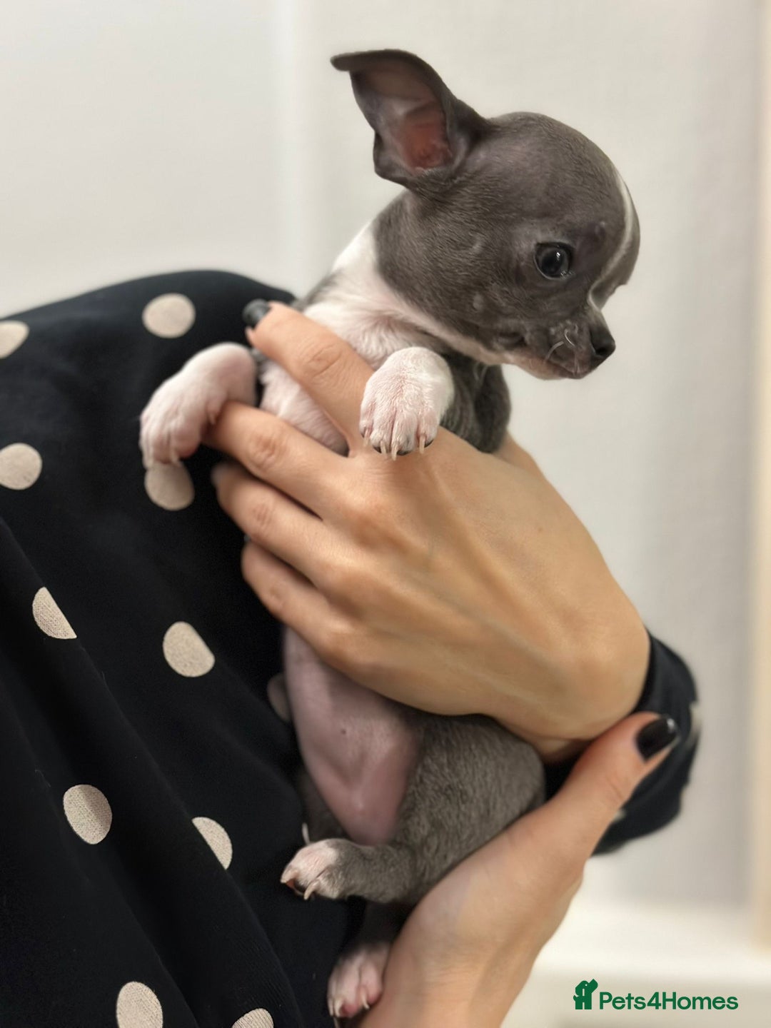 Chihuahua dogs for sale: Pure bred Chihuahua puppies - Image 11