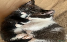 Mixed Breed cats for sale: Part Persian  - Image 18
