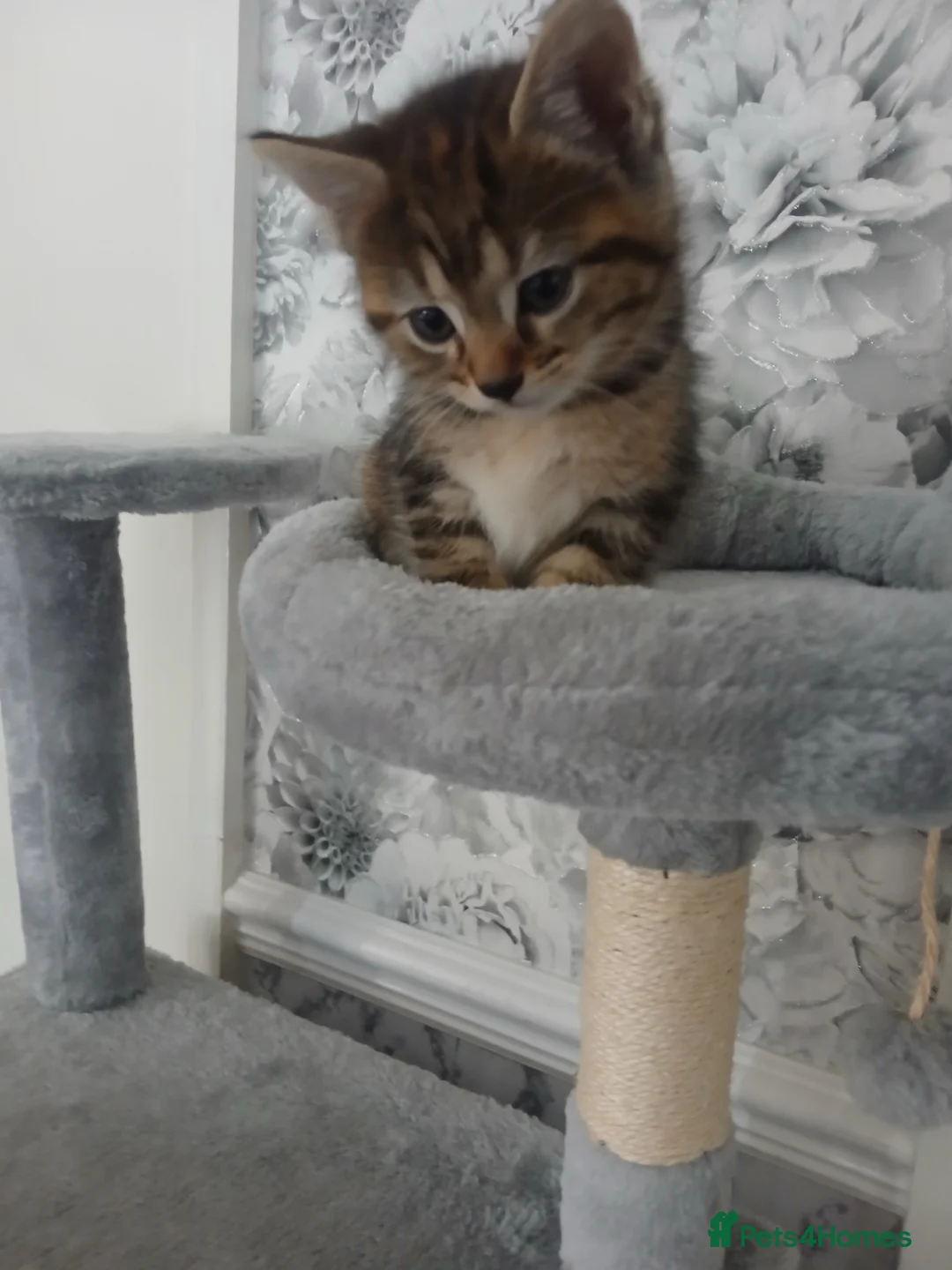 Mixed Breed cats for sale: 9 week old kittens  - Advert 2