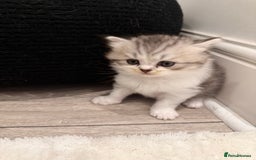 British Shorthair cats for sale: Stunning Scottish Straights - Image 13