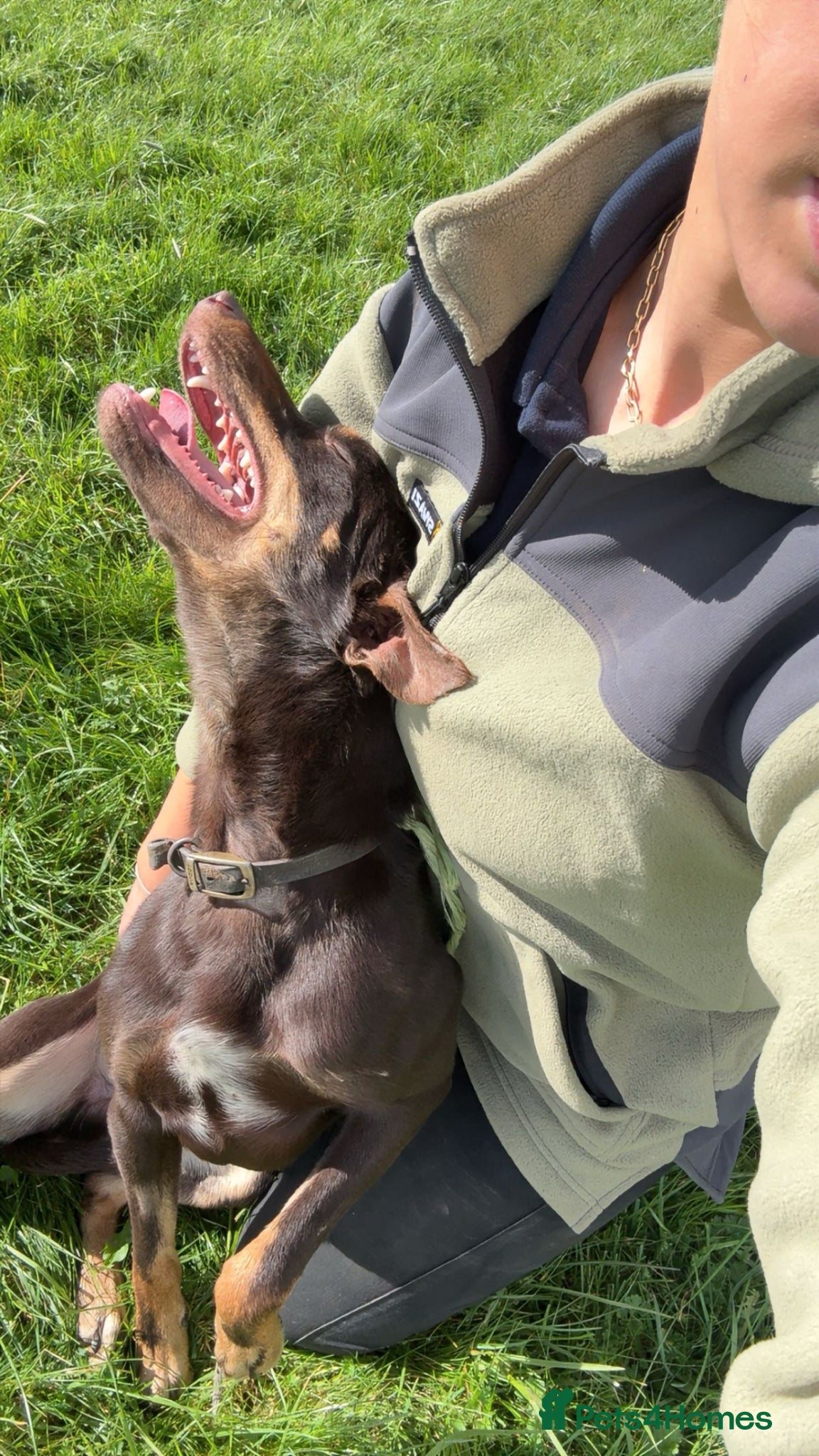 Australian Kelpie dogs for sale: Copper- brown kelpie dog in Cheltenham - Advert 2