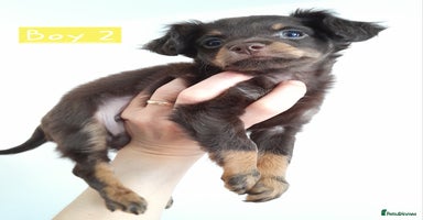 Russian Toy Terrier dogs - Advert 13