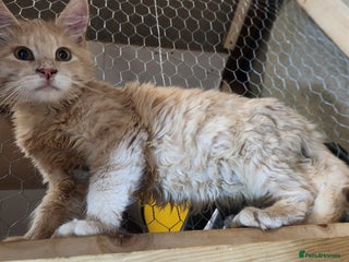 Maine Coon cats - Advert 14