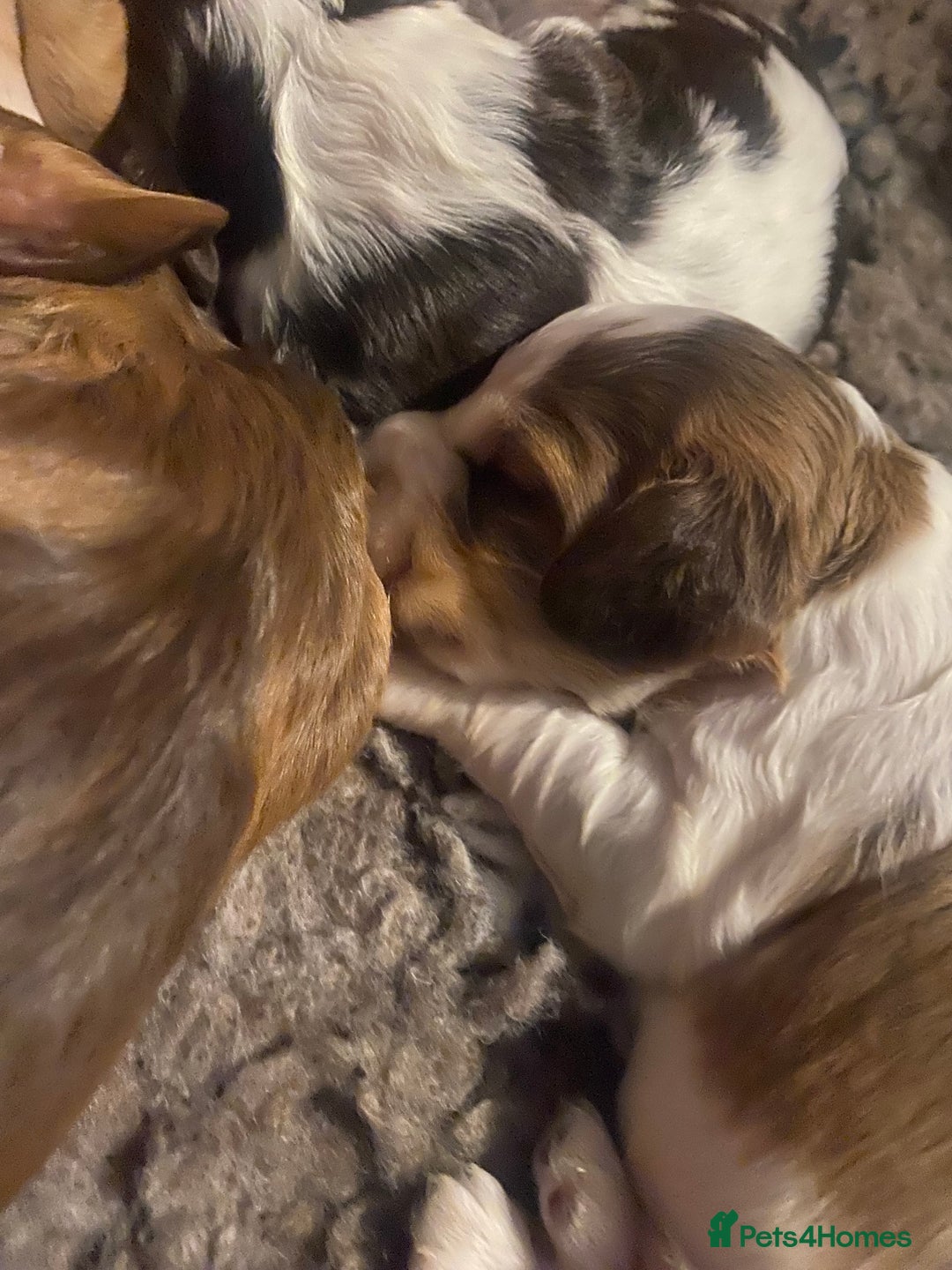 Cocker Spaniel dogs for sale: Beautiful health tested Cocker spaniel pups  - Advert 7