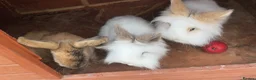 Mixed Breed rabbits for sale: 3 female rabbits free to a good home  - Advert 1