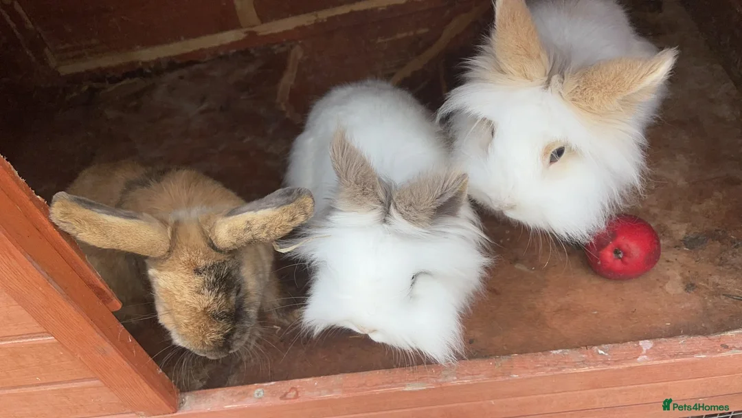 Mixed Breed rabbits for sale: 3 female rabbits free to a good home  - Advert 1