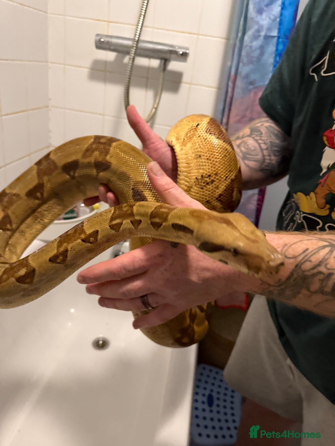 Boa Snake reptiles for sale: Hypo jungle boa  - Advert 5