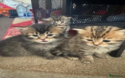 Scottish Fold cats for sale: 5 British Longhair and Scottish Straight kittens  - Image 10