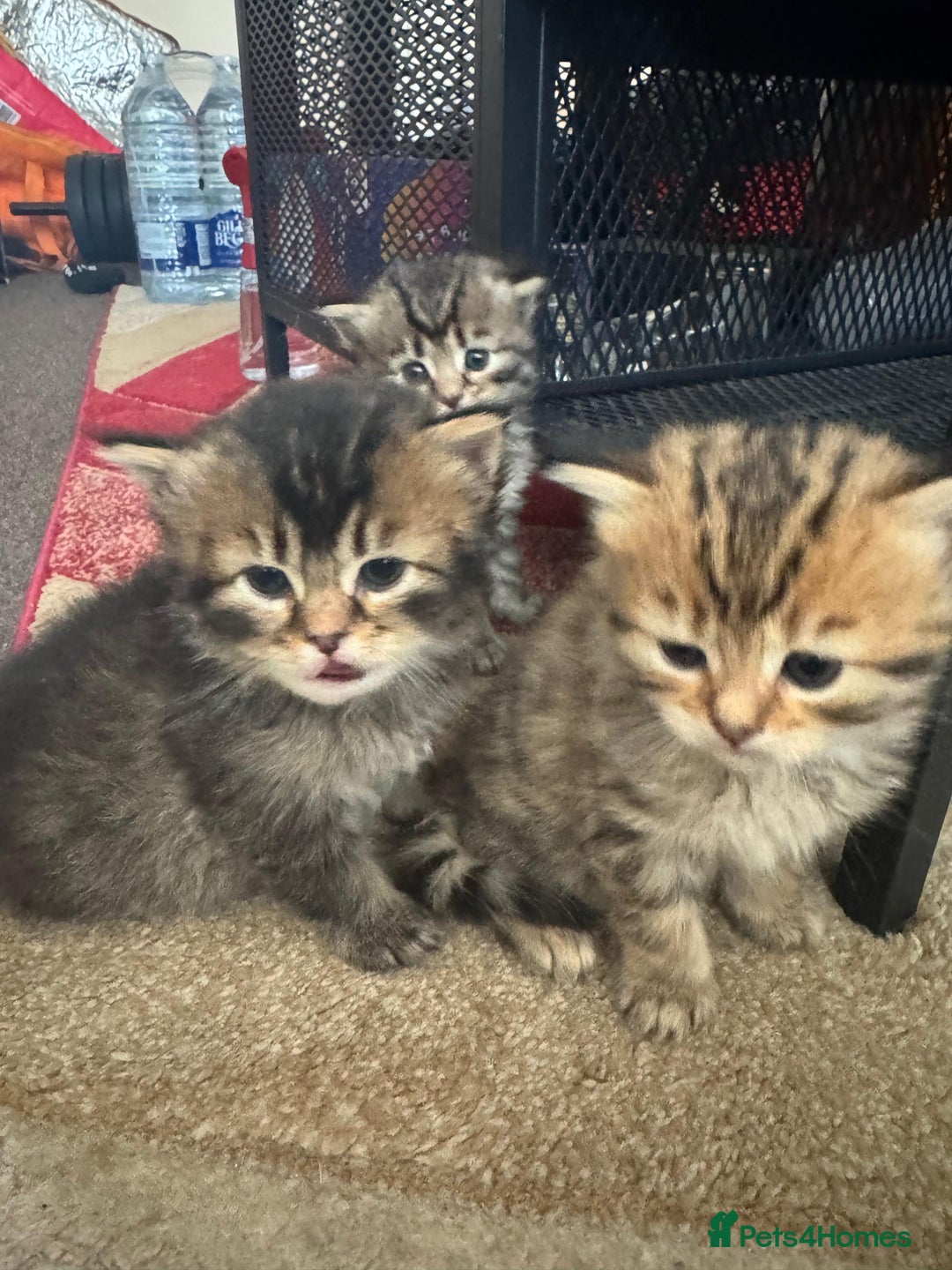Scottish Fold cats for sale: 5 British Longhair and Scottish Straight kittens  - Image 10