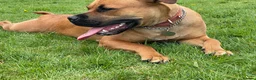 Mixed Breed dogs for sale: Molly  - Advert 5