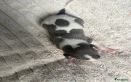 Whippet dogs for sale: Whippet Puppies - Image 2