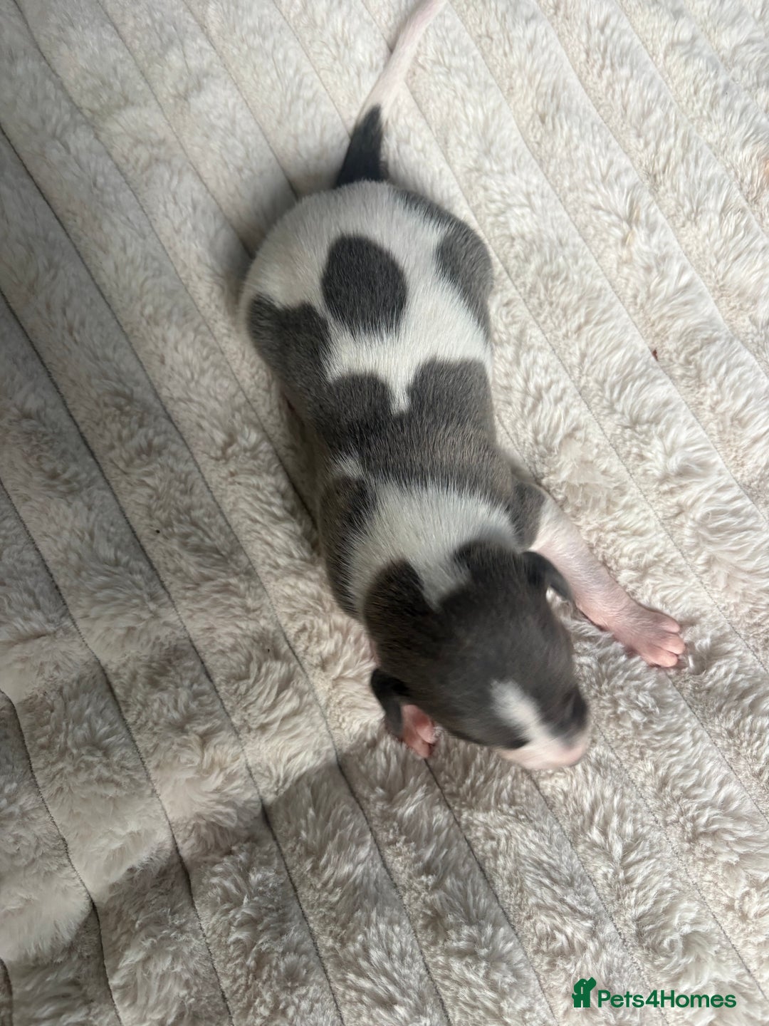 Whippet dogs for sale: Whippet Puppies - Image 2