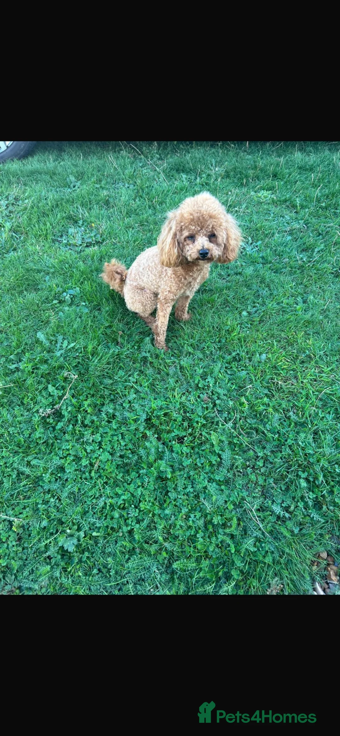 Toy Poodle dogs for stud: Stunning kc-reg  tiny red toy poodle  - Advert 2