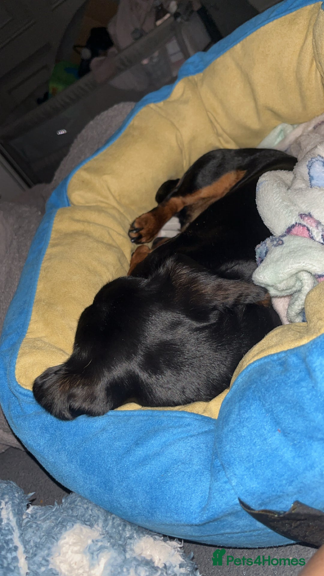 Miniature Dachshund dogs for sale: Annie Mini dachshund  - Advert 3