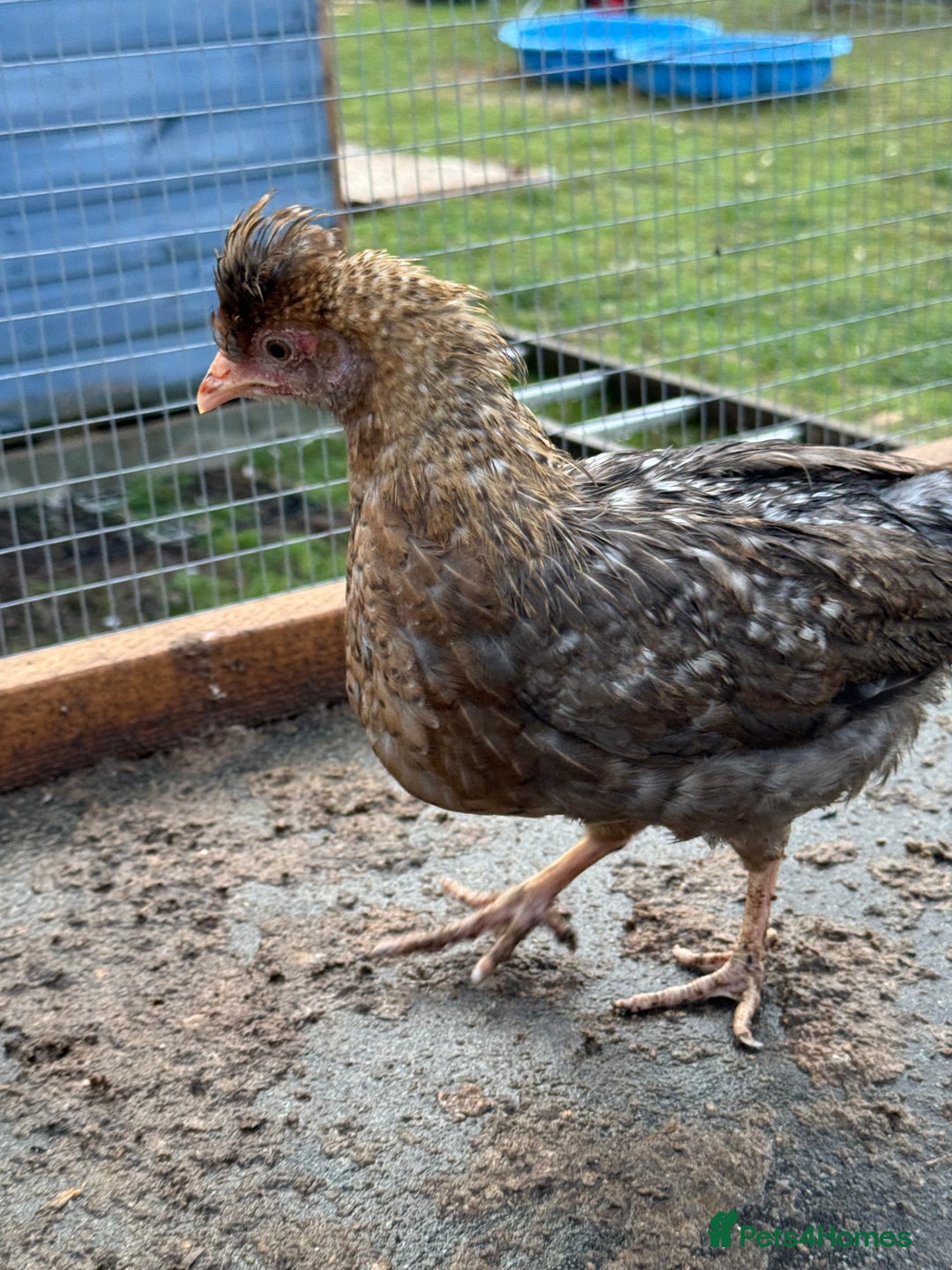 Chickens poultry for sale: Pekin, Cream Legbar & Goldlines in Wakefield - Image 5