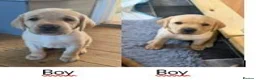 Labrador Retriever dogs for sale: Gorgeous KC Registered Labrador puppies - Advert 4