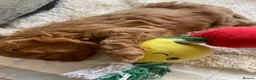 Cavapoo dogs for sale: Red Cavapoo babies - Advert 3