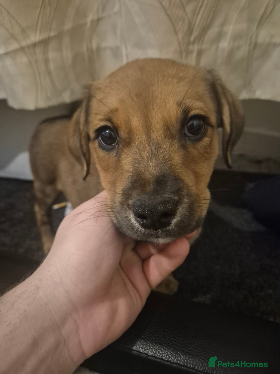 Mixed Breed dogs for sale: Staffy X Rottweiler  - Advert 6