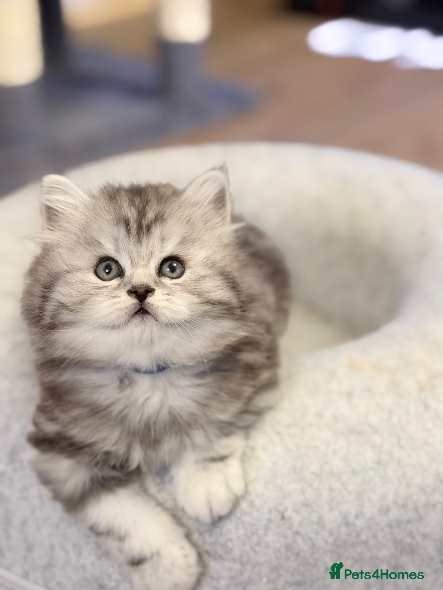 British Longhair cats for sale: RARE GCCF reg PKD Clear BLH Silver Tabby Kittens - Advert 4