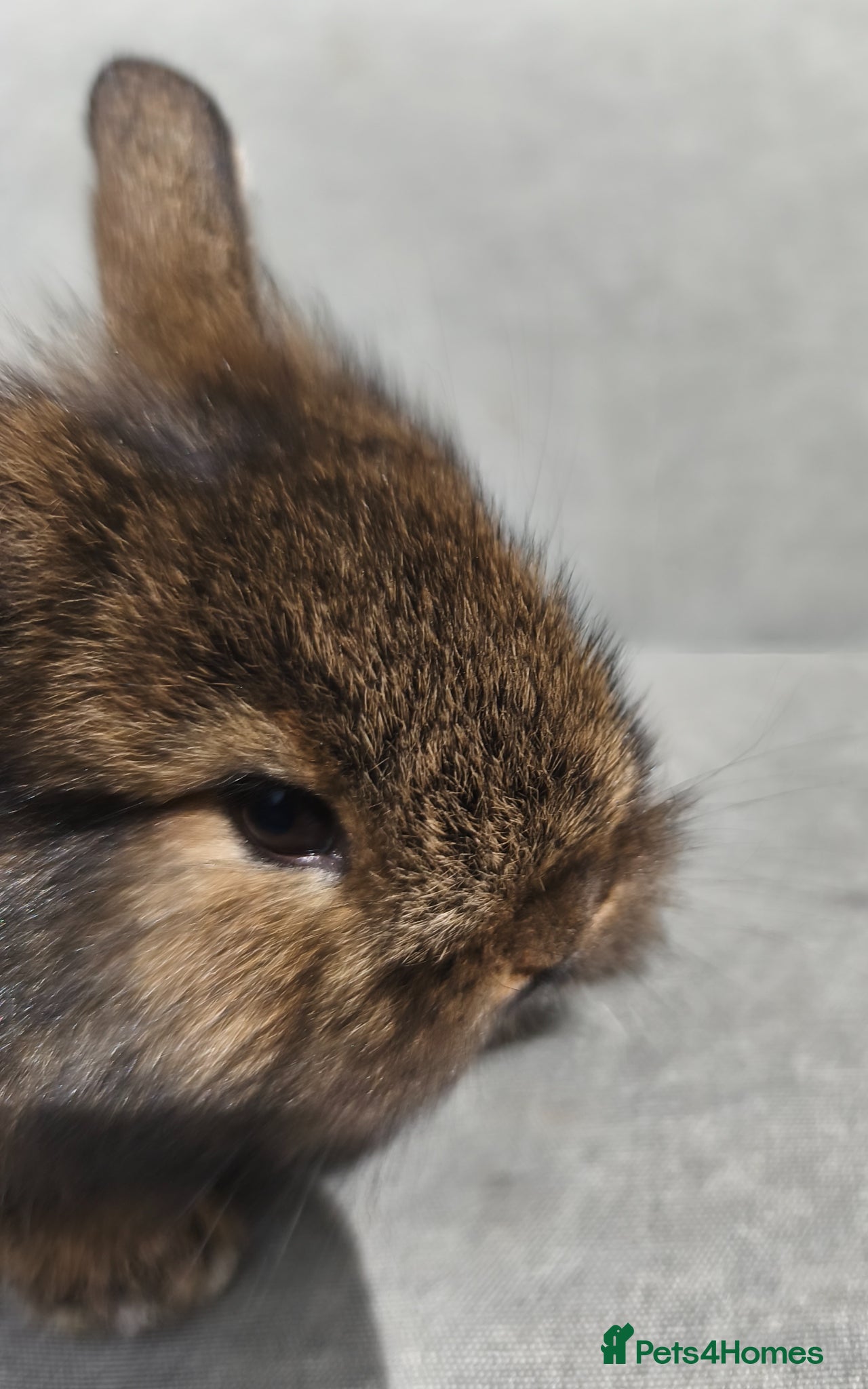 Mini Lop rabbits for sale: Rare Mini Lion Lop Babies for Sale  - Advert 25