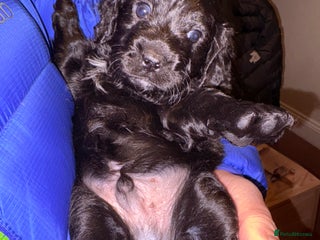 Mixed Breed dogs Beautiful Cavapoo puppies - Advert 6