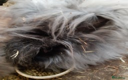 Angora rabbits for sale: Angora bunnies, mother and daughter - Image 6