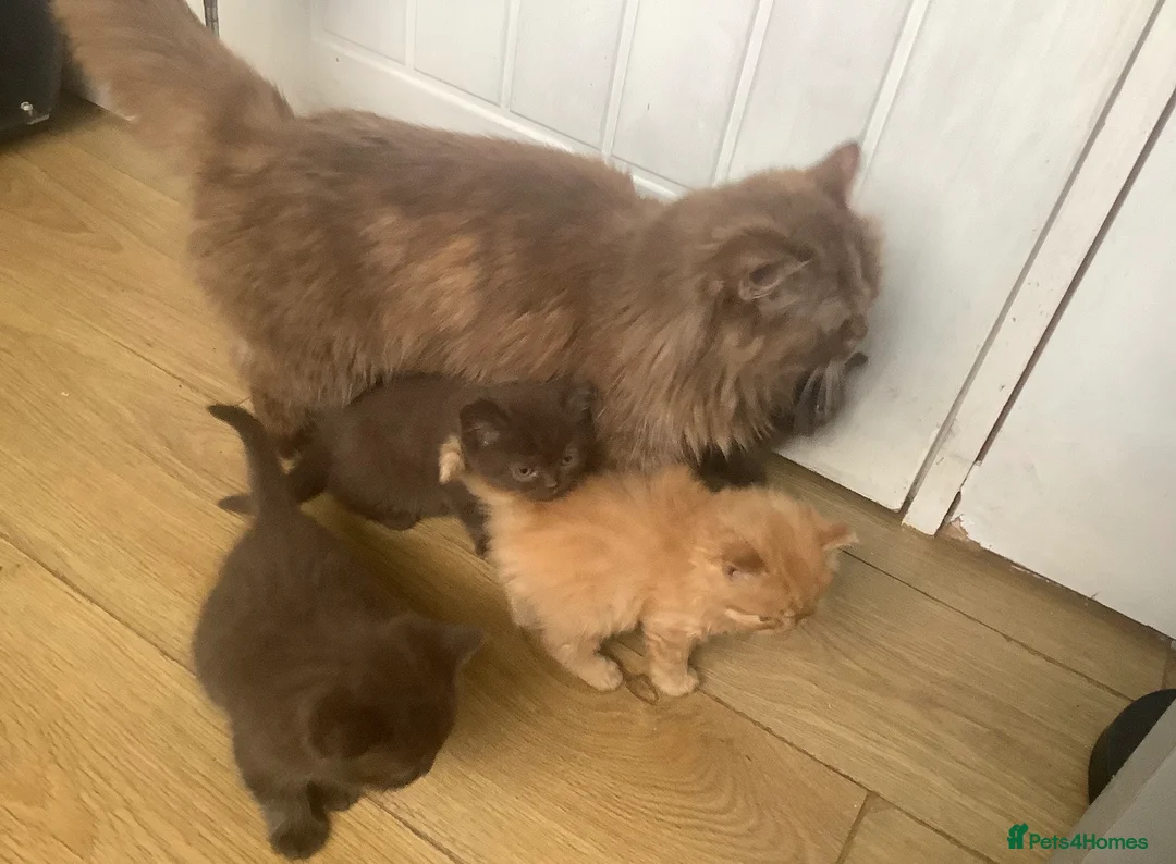 British Shorthair cats for sale: British short and longhair kittens Chocolate/red - Advert 2