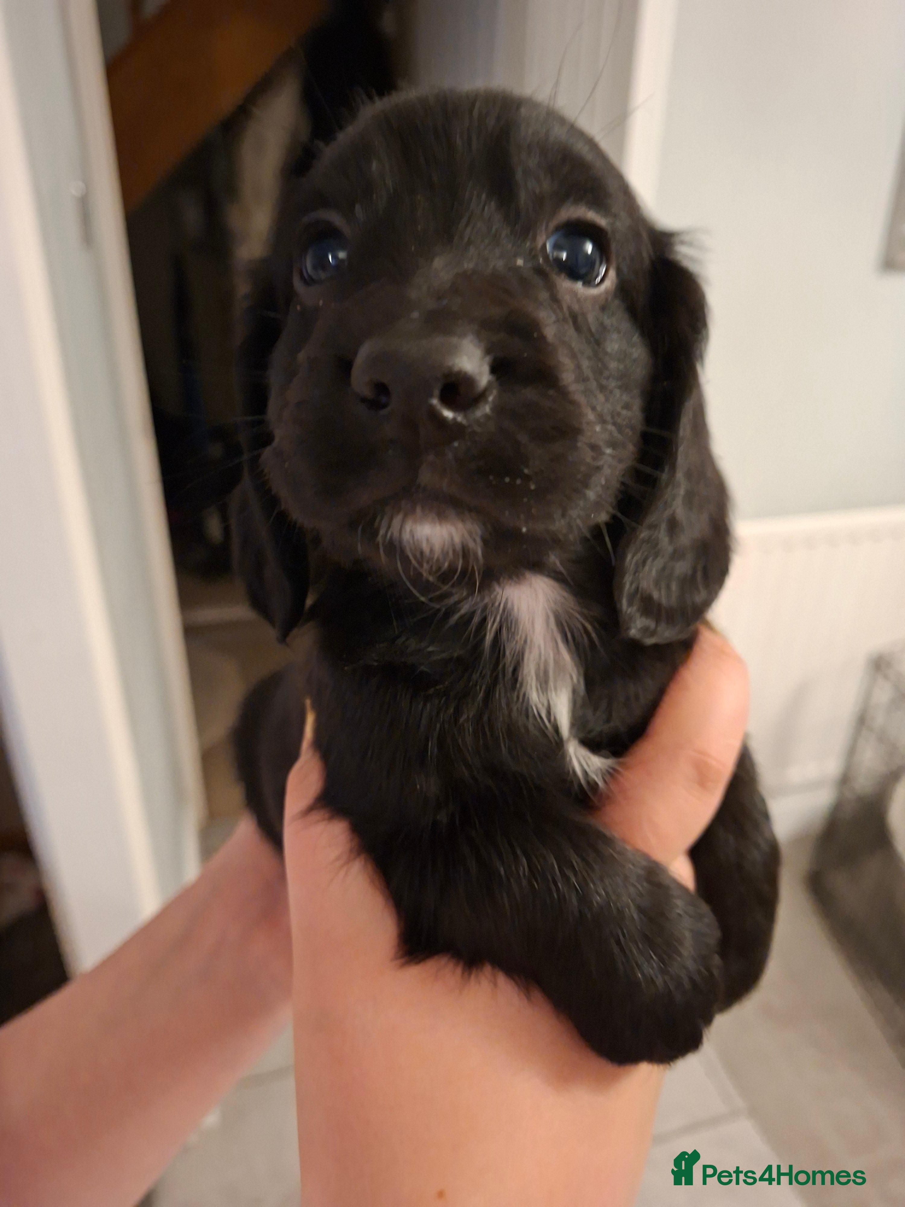 Cocker Spaniel dogs 1 black boy still available  - Advert 5