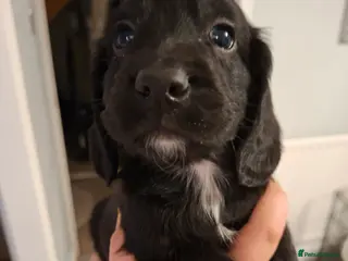 Cocker Spaniel dogs 1 black boy still available - Advert 5