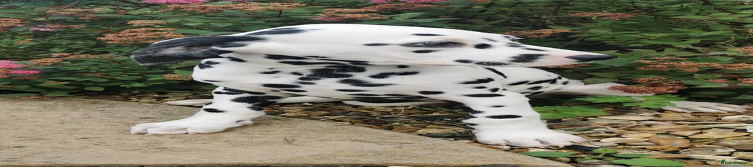 Dalmatian Puppy 4