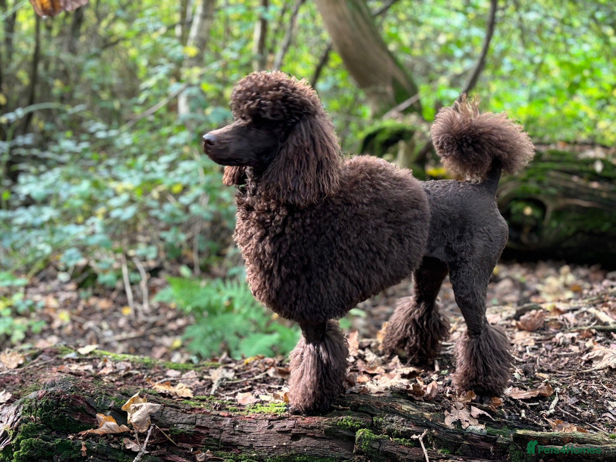 Miniature Poodle dogs Brown chocolate miniatures poodle - Advert 1