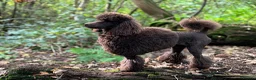 Miniature Poodle dogs for sale: Brown chocolate miniatures poodle - Advert 1