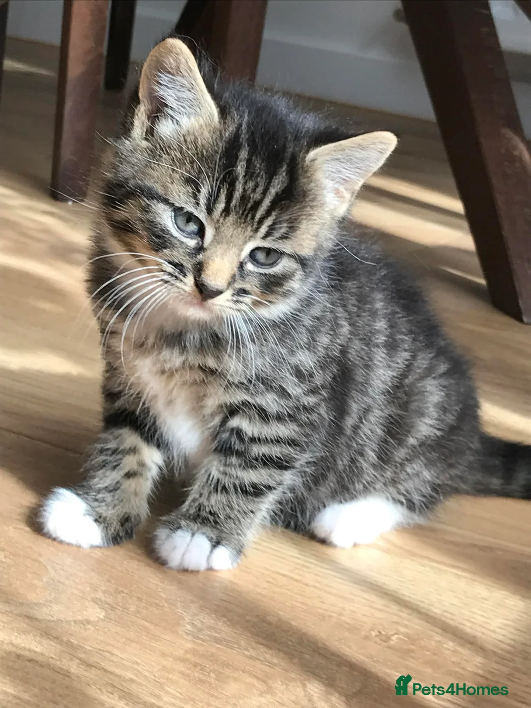 Mixed Breed cats for sale: Cute kitten for sale - Advert 2