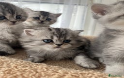 Scottish Fold cats for sale: Adorable Scottish Fold Kittens  - Image 16