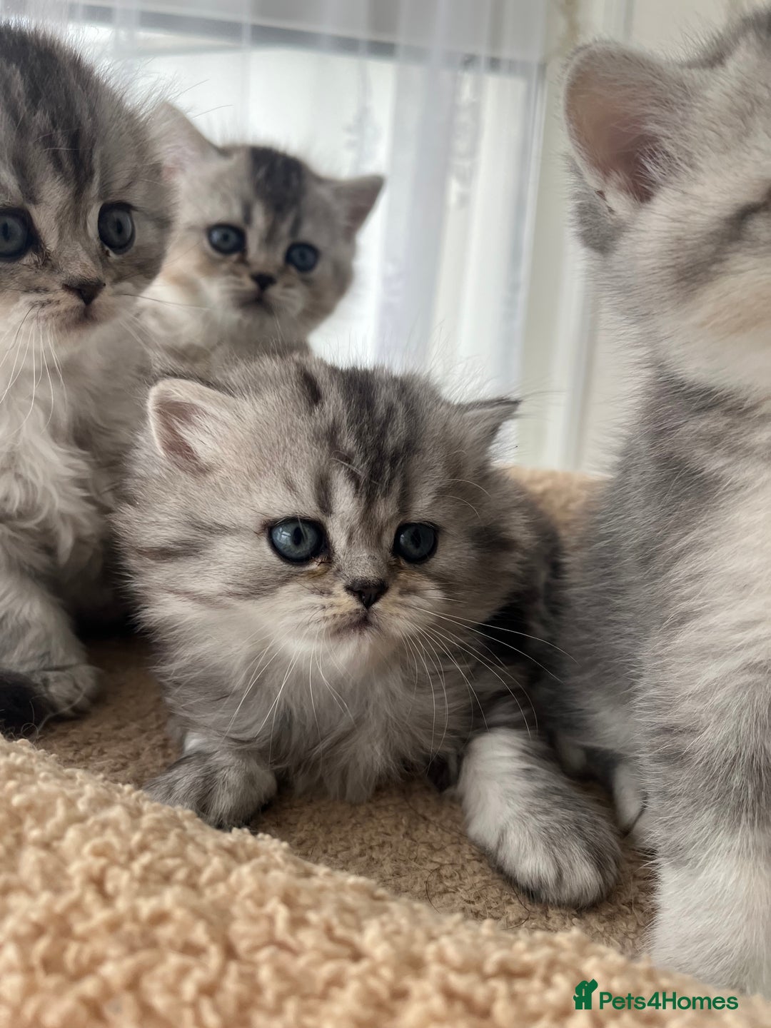 Scottish Fold cats for sale: Adorable Scottish Fold Kittens  - Image 16