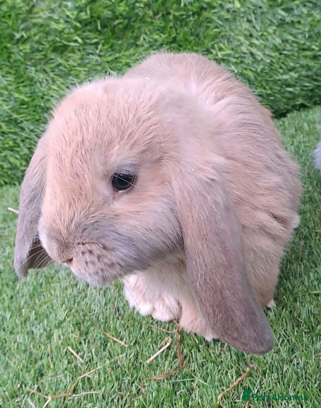 French Lop rabbits for sale: Giant French Lop Planned Litters - Vaccinated   - Image 27