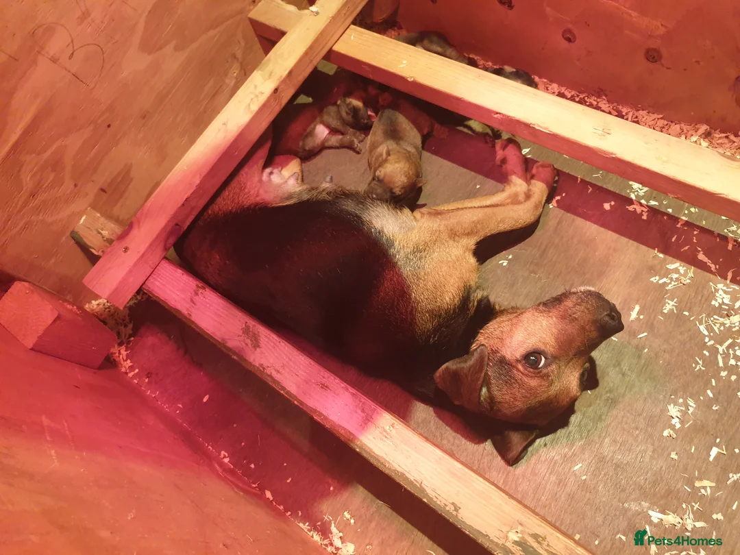 Mixed Breed dogs for sale: Lakeland Cross jagd pups  - Advert 2