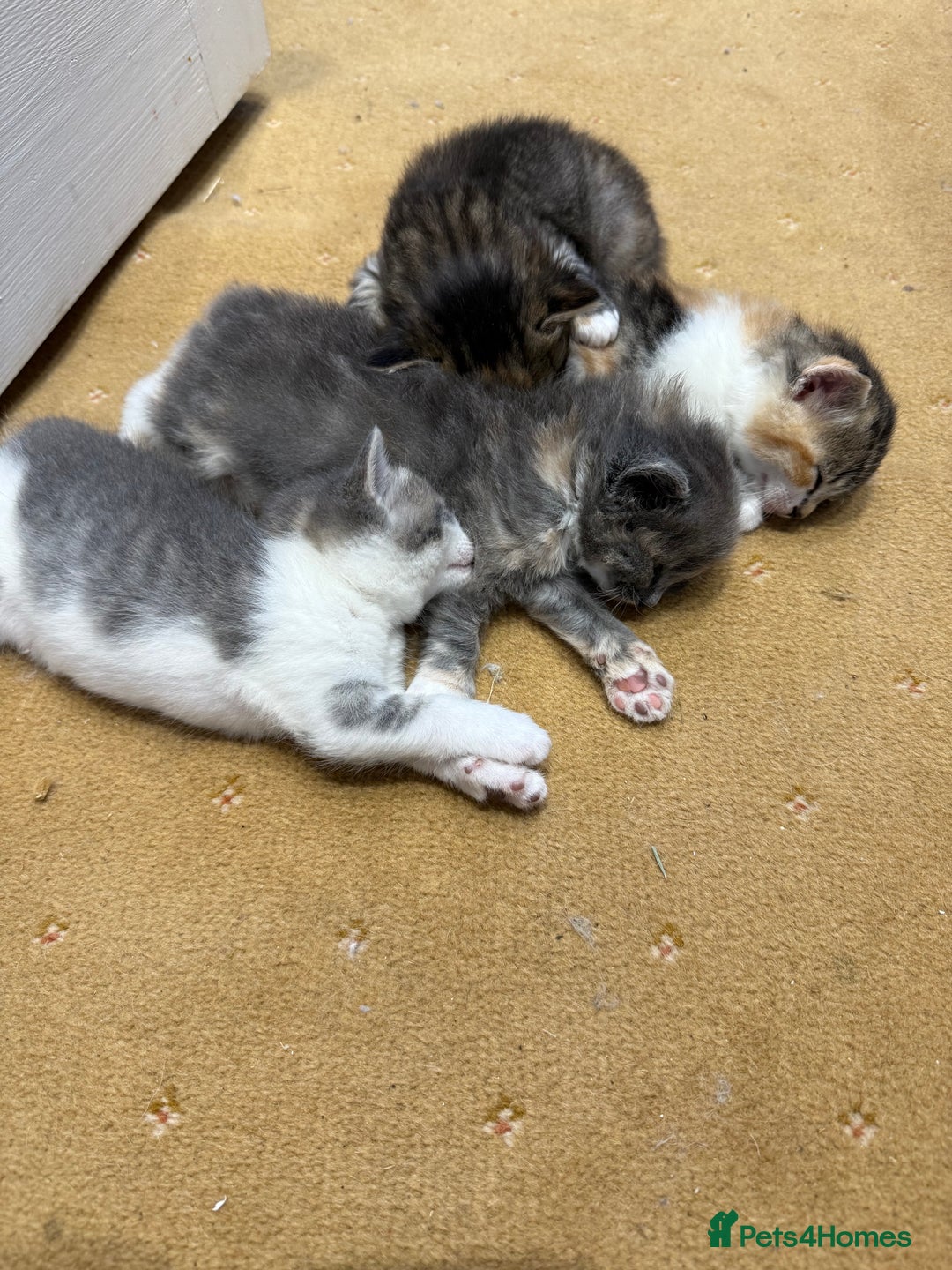 Ragdoll cats for sale: Beautiful half Ragdoll kittens for sale - Image 1