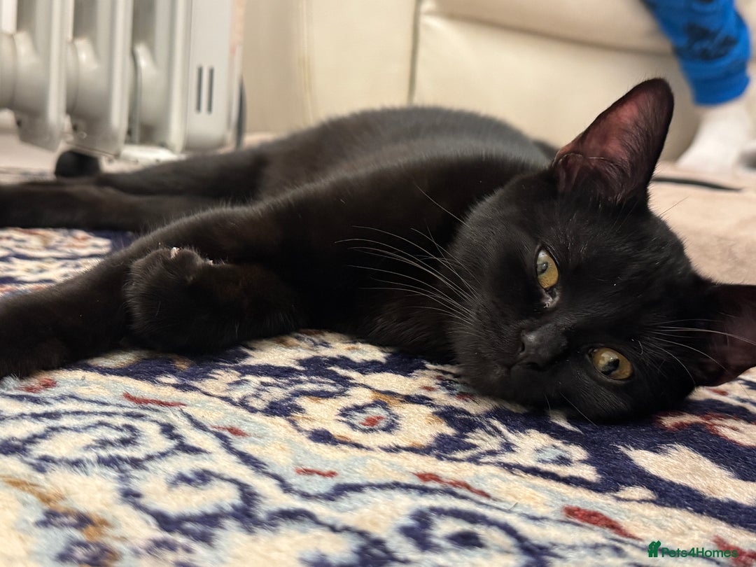 Mixed Breed cats for sale: Male black kitten cat - Advert 2