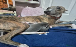Whippet dogs for sale: Stunning KC Registered Blue Whippet Puppies - Image 2