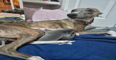 Whippet dogs - Advert 7