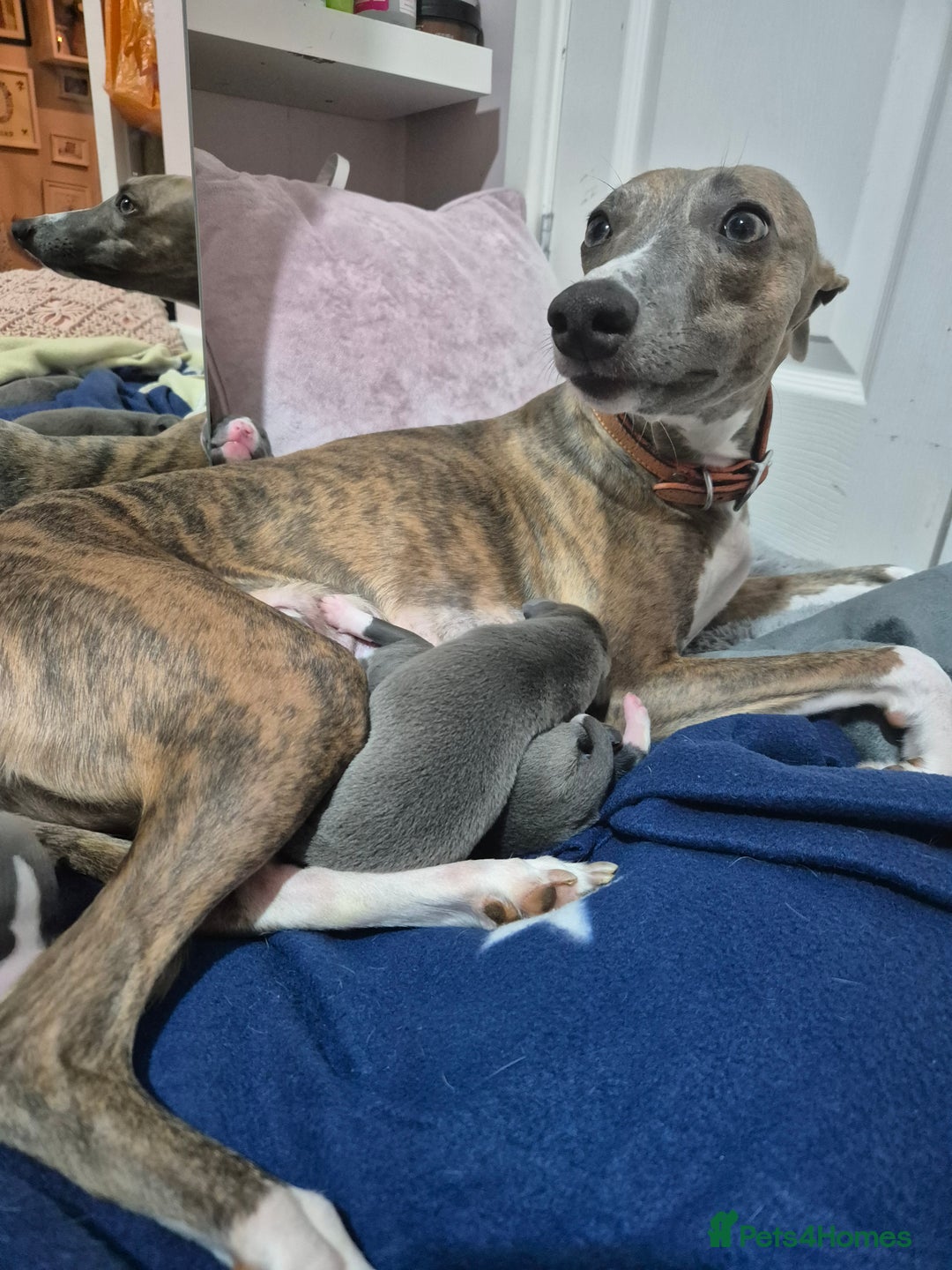 Whippet dogs for sale: Stunning KC Registered Blue Whippet Puppies - Image 2