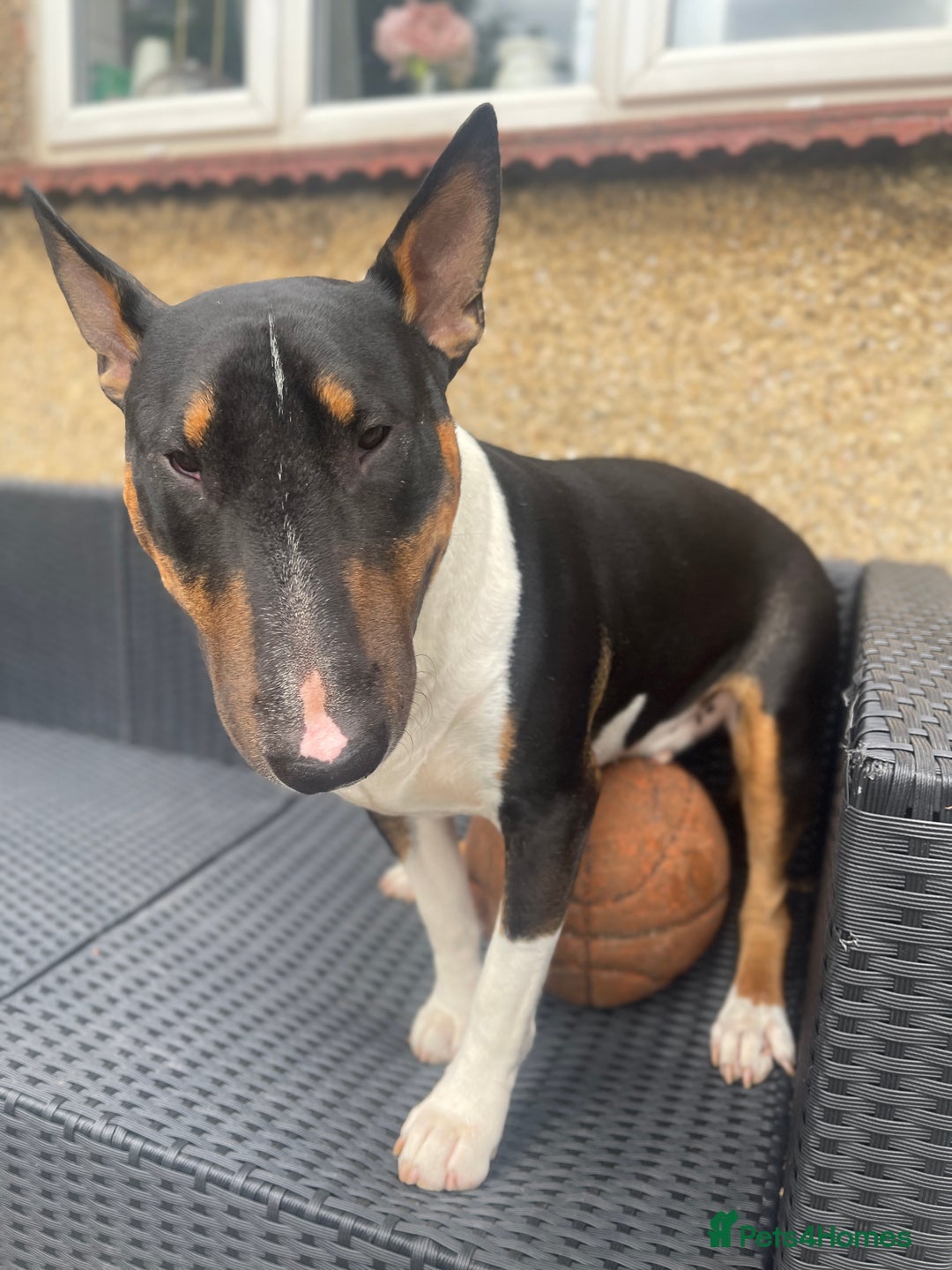 English Bull Terrier dogs for sale: English Bull Terrier - Image 13