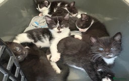 Turkish Van cats for sale: Black and white kittens last boy left  - Image 36