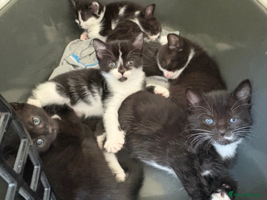 Turkish Van cats for sale: Black and white kittens last boy left  - Image 36