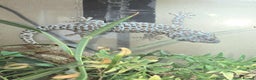 Gecko reptiles for sale: Tokay Geckos - Advert 1