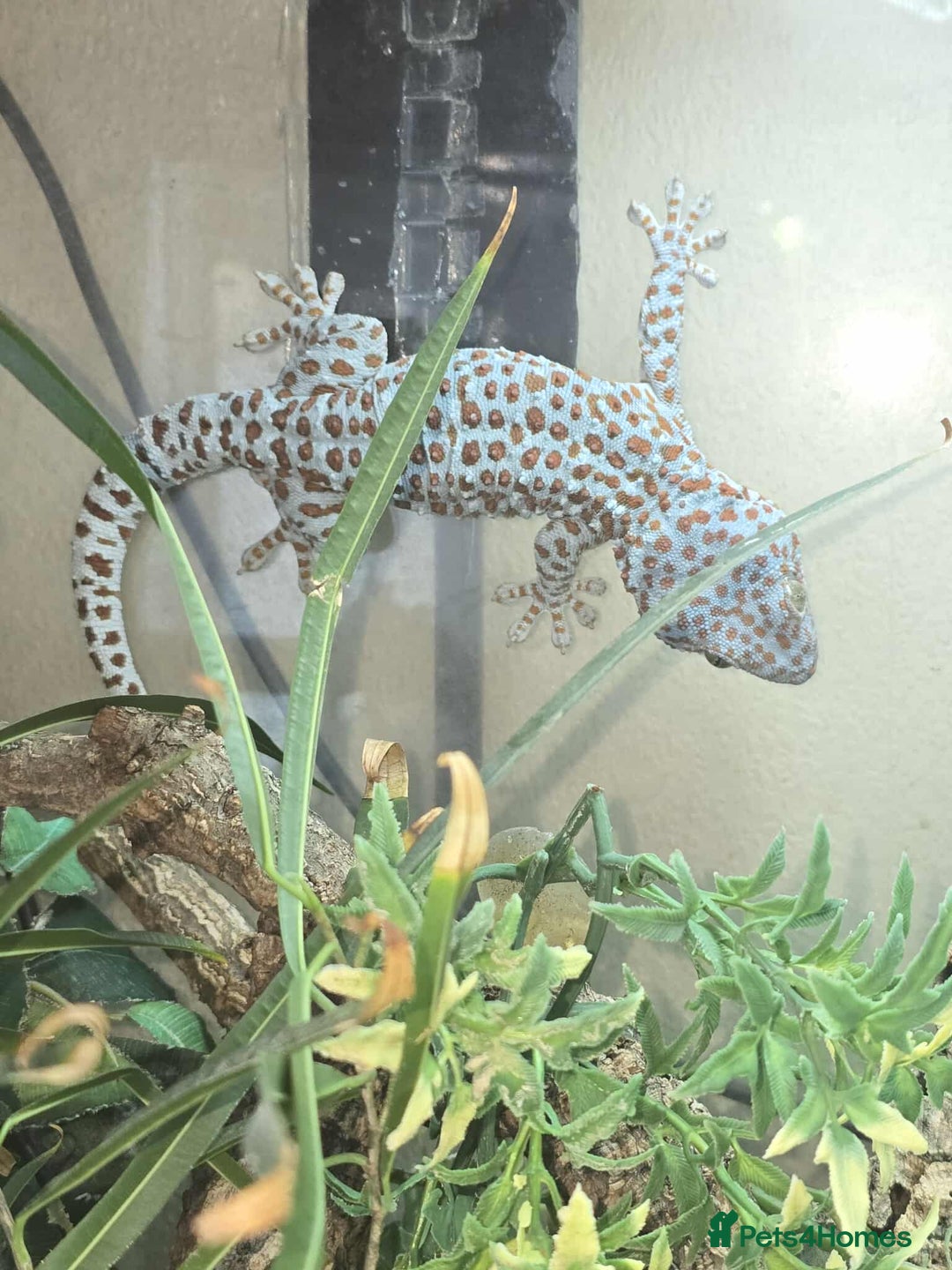Gecko reptiles for sale: Tokay Geckos - Advert 1