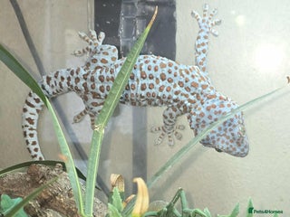 Gecko reptiles Tokay Geckos - Advert 1